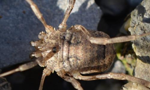 Odiellus spinosus
